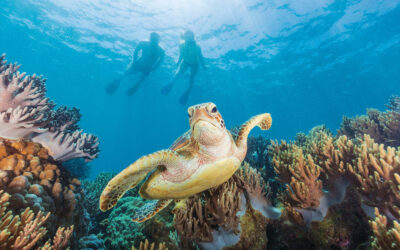 Snorkel or Dive the Great Barrier Reef